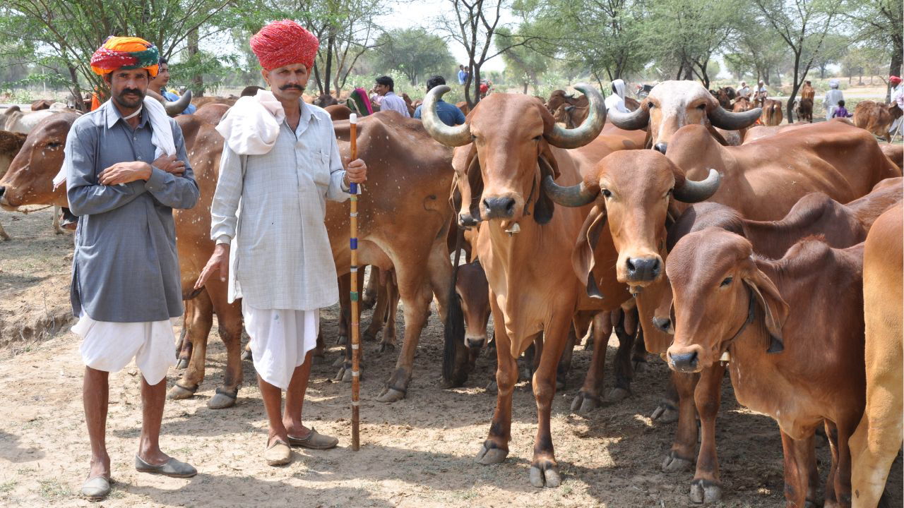 Mukhyamantri Mangla Pashu Bima Yojana is a Rajasthan government initiative offering free insurance for 21 lakh animals. (Photo Source: MMPBY)