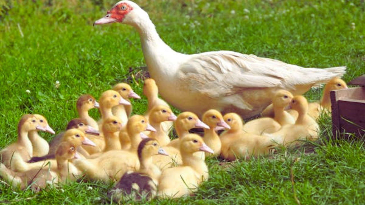 Mother Duck with her ducklings (Representational image Source: Pexels)