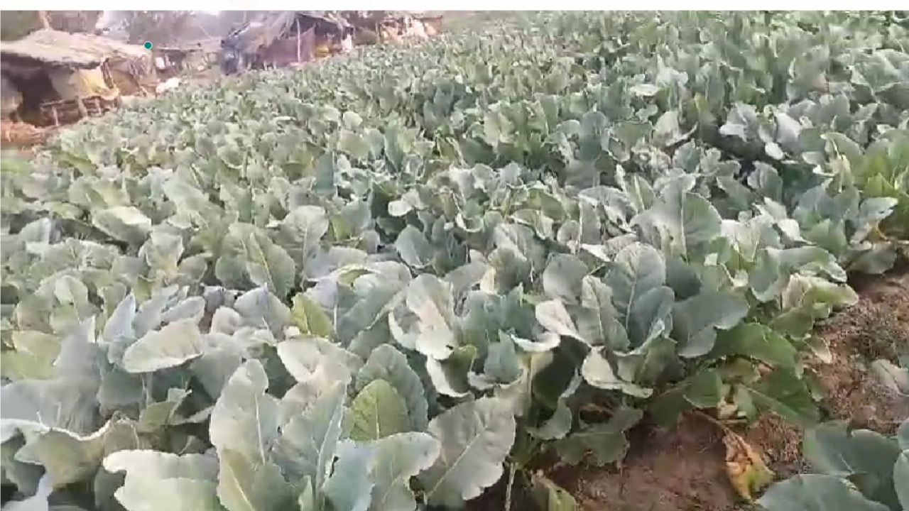 Pradeep's radish crop flourishing in the field