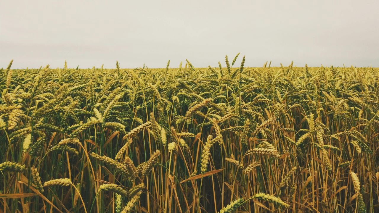 Wheat field (Representational Image Source: Pexels)