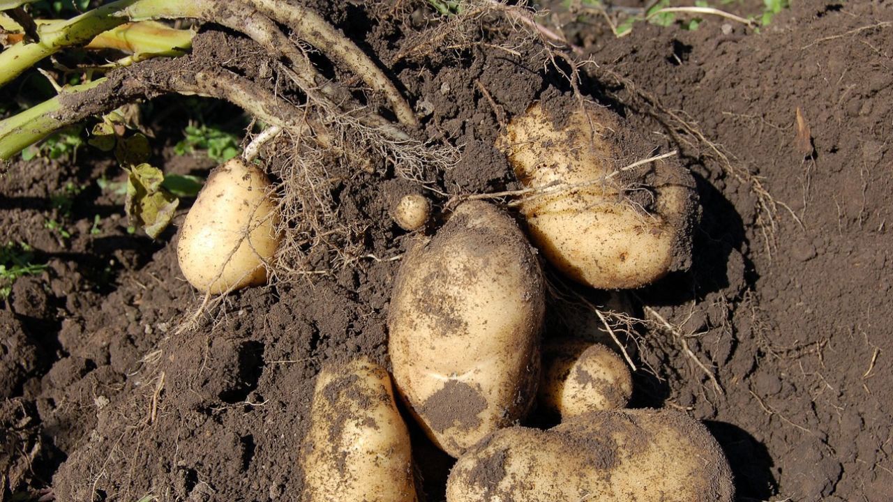 Researchers developed the AI model by analyzing microbial genetic data from seed potatoes and combining it with drone footage of the plants. (Photo Source: Pixabay)