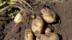 Modern Farming: Scientists Develop AI Tool that Predicts Potato Growth Using Microbes and Drone Technology