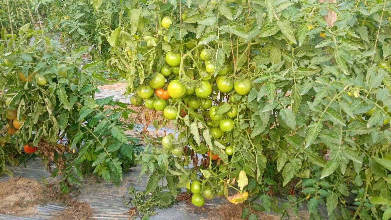 Tomato trees filled with pulpy tomatoes, grown organically for healthier produce. (Pic Credit-Nirmal Kushwaha)