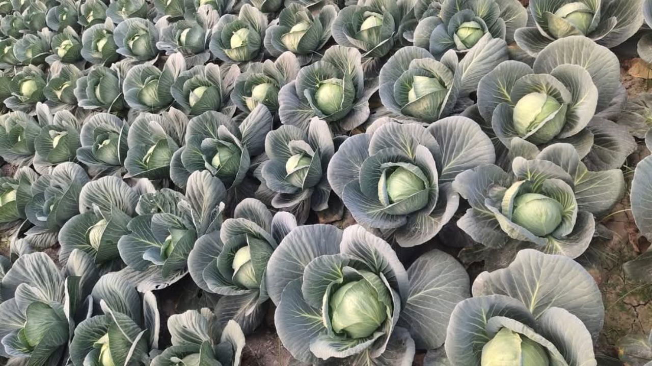 Field of healthy, fully-grown cabbages ready for harvest (Pic Credit-Nirmal Kushwaha)