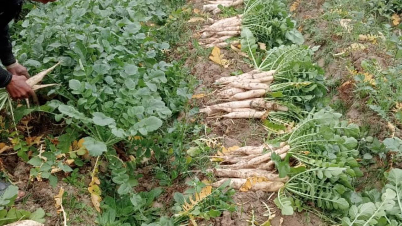 Nirmal’s farm harvests fresh, chemical-free radishes ready for the market. (Pic Credit-Nirmal Kushwaha)