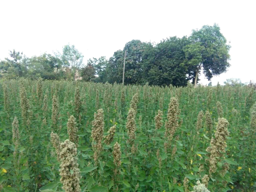 Pradeep began the Quinoa in Bahua village, Fatehpur, demonstrating the profitability of Quinoa cultivation