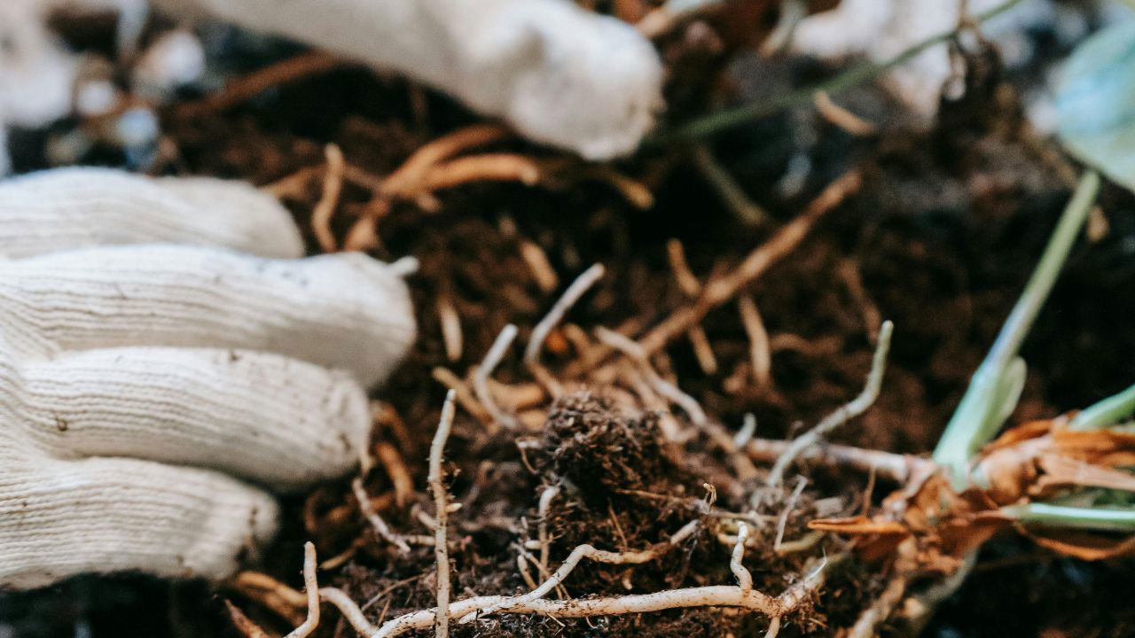 Researchers aim to develop eco-friendly farming by harnessing plant root and soil microbe symbiosis. (Representational Image Source: Pexels)