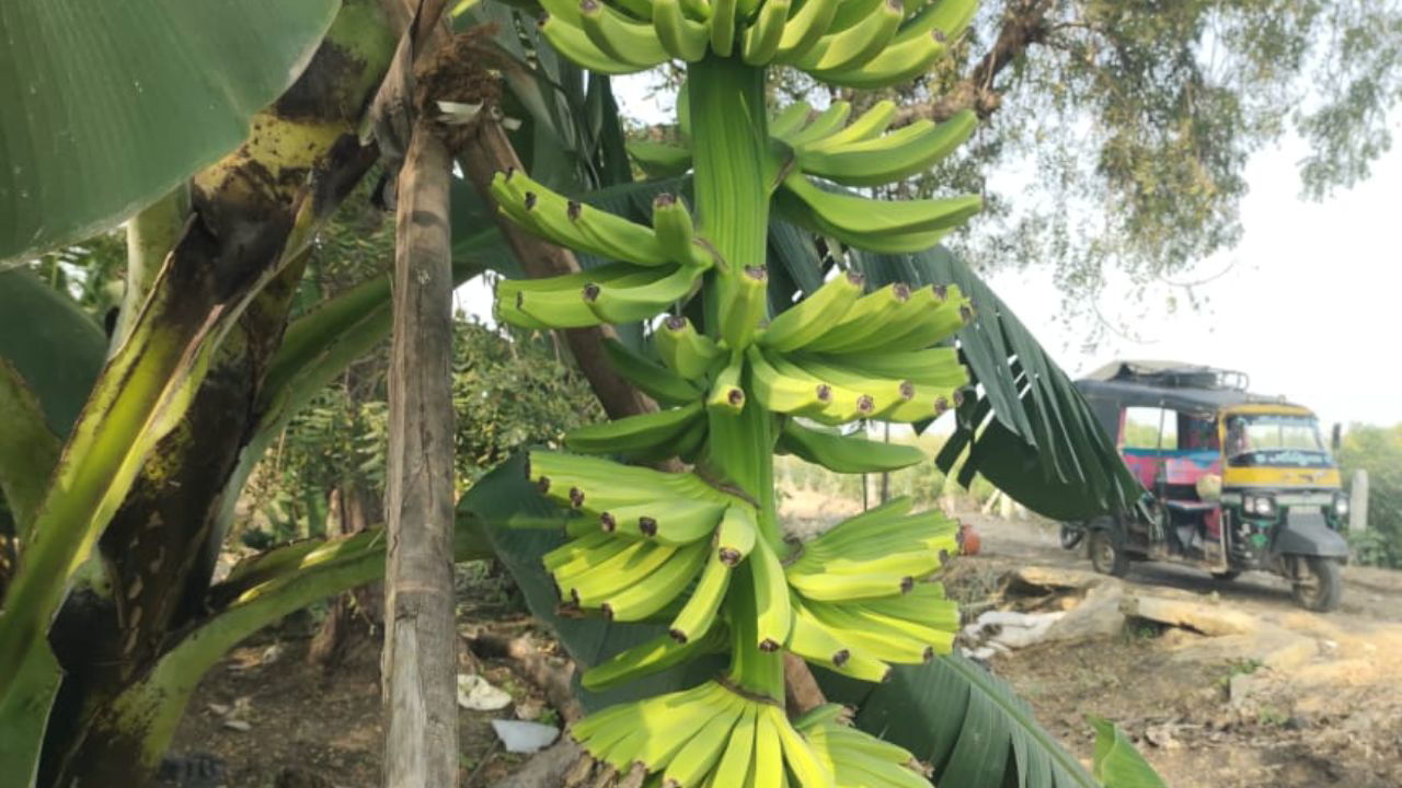 Narasimha Raju's effective farming model generates an average profit of Rs 50,000 per acre in banana cultivation, highlighting the significant potential of smart agriculture. (Pic Credit: C.V Narasimha Raju)