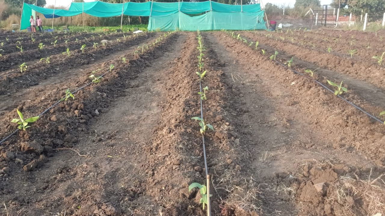 Progressive Farmer Narasimha Raju relies on organic practices and natural resources to sustain his farm despite climate and electricity hurdles. (Pic Credit: C.V Narasimha Raju)