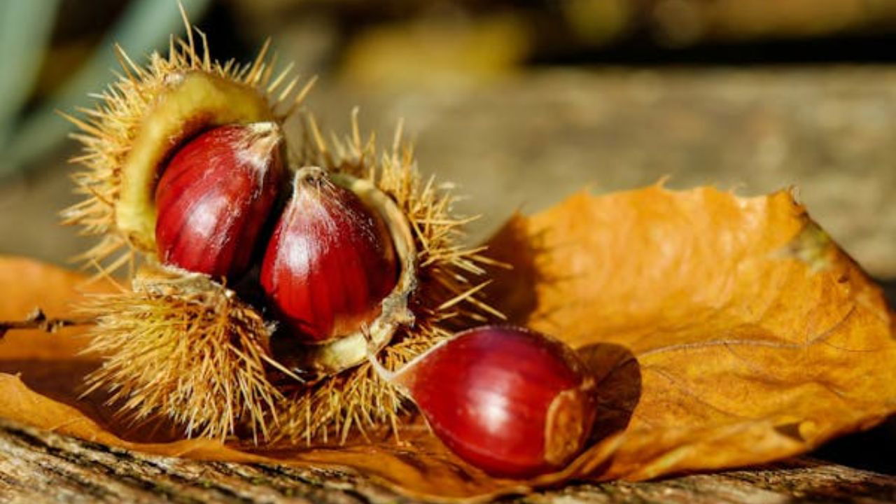 Chestnut (Representational image Source: Pexels)