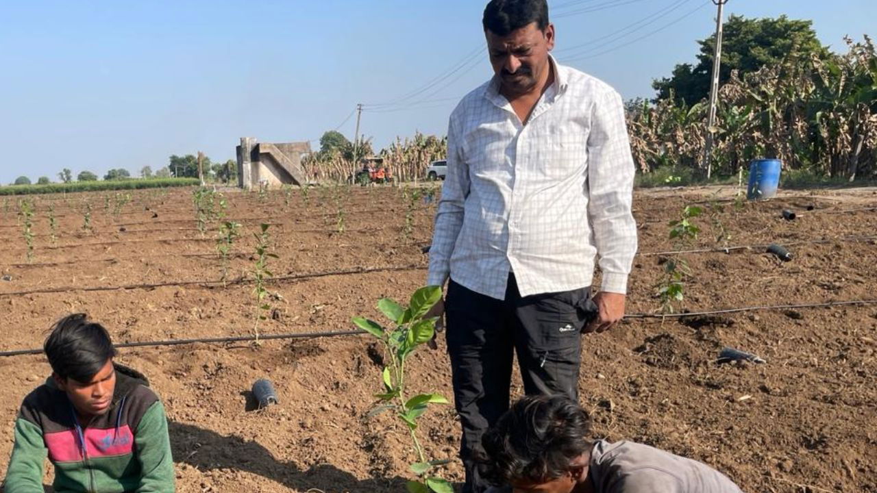 Desai has planted 1,200 Natal sweet orange trees, a Brazilian variety, on his farm. (pic credit: Dhirendrakumar)