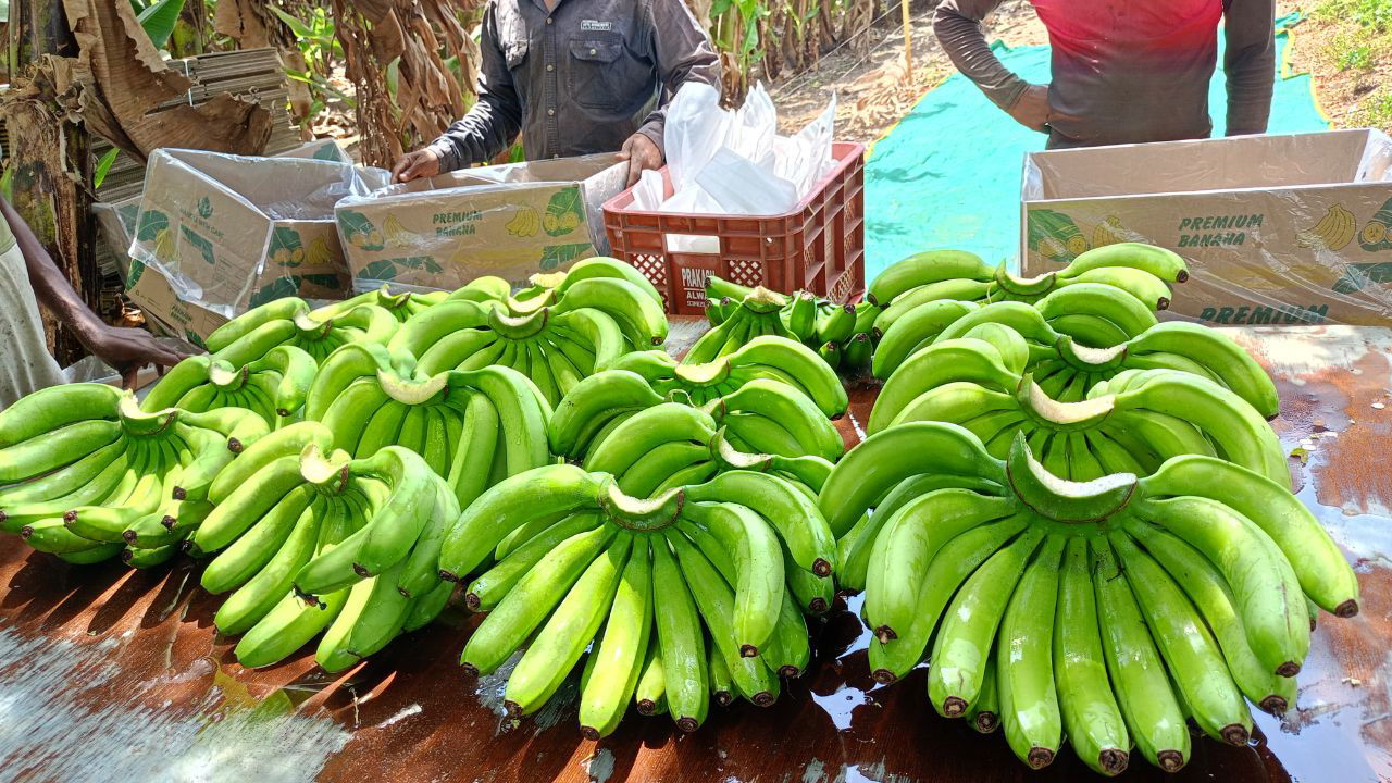 Banana yield increased by 15 MT per acre has reached up to 35 MT per acre by his innovation technique (pic credit: Dhirendrakumar).