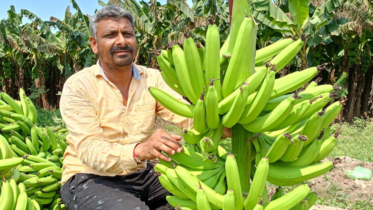 Dhirendrakumar Bhanubhai Desai harvests three banana crops in 27 months from a single planting (pic credit: Dhirendrakumar)