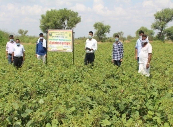 KVK, Nagaur team conducting field activities in a Mung Bean cultivation area