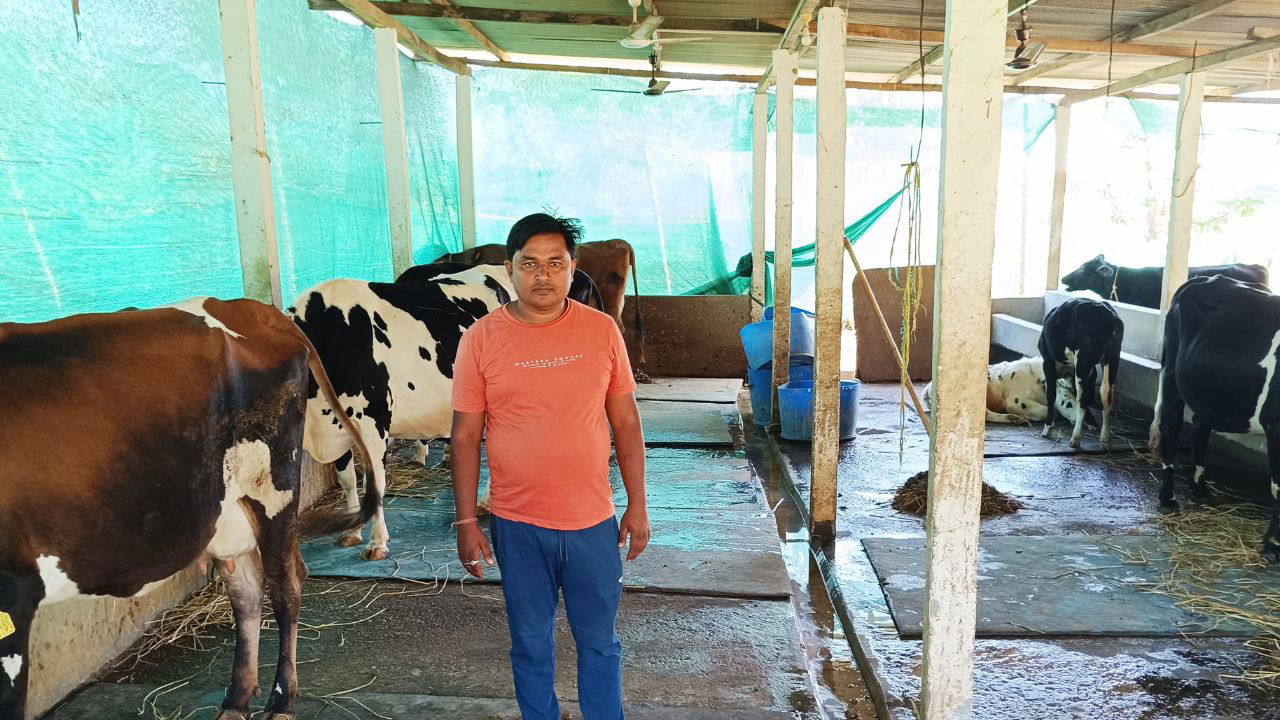 Inspired by his 2020 visit to Karnal, Haryana, he started a dairy farm focused on high-yielding breeds, with 40 cattle producing 700 liters of milk daily. (Pic Credit: Ramlal Mahato)