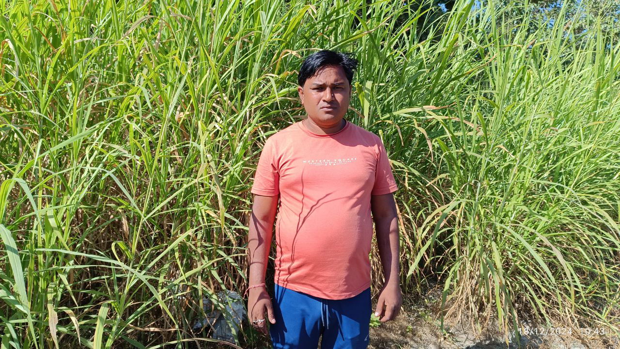 Progressive farmer Ramlal also grows fodder crops like hybrid Napier, Satria and Congo grass to support his dairy and poultry units.(Pic Credit: Ramlal Mahato)