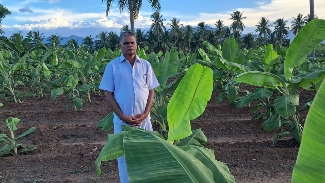 V. Samikannu, a skilled farmer from Molayanur Village, Dharmapuri, Tamil Nadu, successfully grows horticultural and agricultural crops on his 4.6-acre farm, achieving impressive yields. (Pic credit: V. Samikannu)