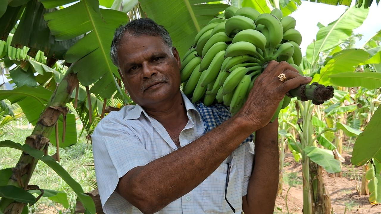 Samikannu's precision farming yields an impressive 12 tonnes of Kadali bananas per acre. (Pic credit: V. Samikannu)