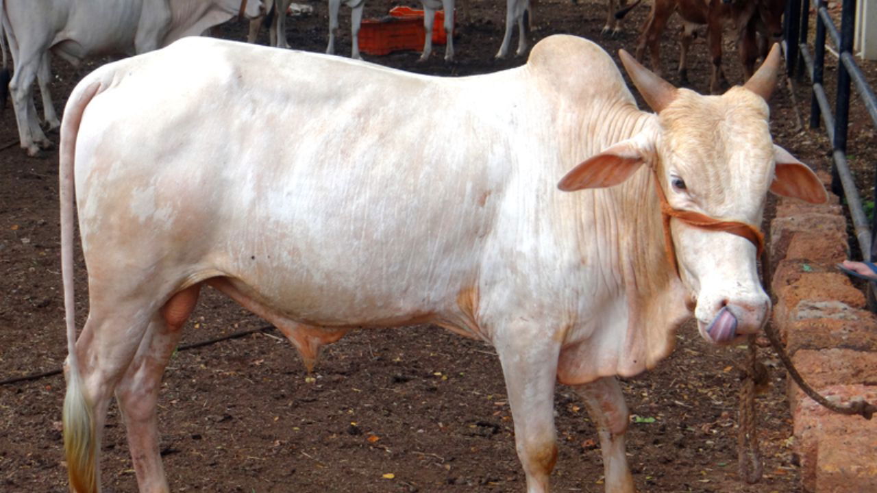 Shweta Kapila cow, known for its resilience and adaptability, produces an average of 2.8 kg of milk daily, with a total lactation yield ranging from 250 to 650 kg. (Photo Source: ICAR-CCARI)