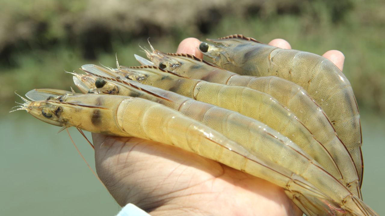 Dr. Manoj M. Sharma grew Mayank Aquaculture from 4 to 400 hectares, producing 1,000 tons of shrimp annually, with his "VIVALINE" product line revolutionizing disease prevention. (Pic credit: Dr. Manoj).