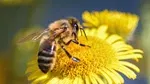 High Fertilizer Use Threatens Bees, Pollinators, and Biodiversity, Warns 169-Year-Old Ecological Experiment