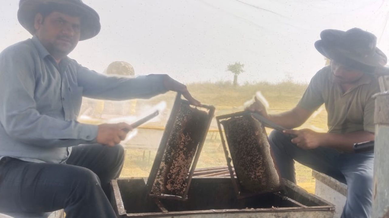 Lokesh grows mustard to feed his bees and harvest crops, helping him diversify his farming and reduce reliance on traditional crops.  (Pic Credit: Lokesh Meena).