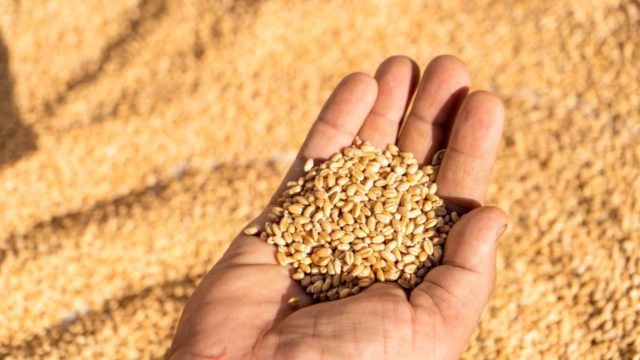 Wheat acreage rises to 324.38 lakh hectares, up from 315.63 lakh hectares last year. (Photo Source: Canva)