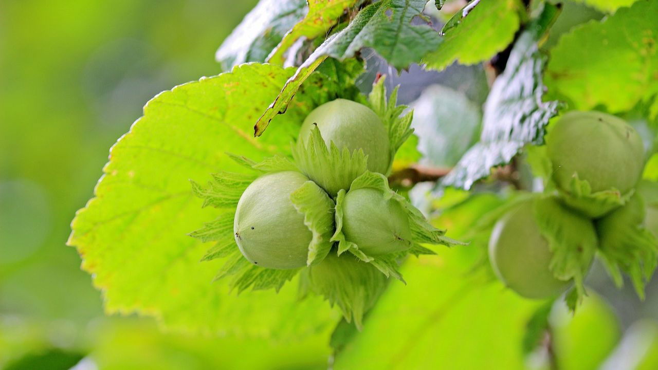 Hazelnut farming offers impressive long-term profits, with each mature tree yielding up to 3.5 kg of nuts annually, generating Rs. 1,25,000 per acre in gross returns. (Representational image Source: Pixabay)