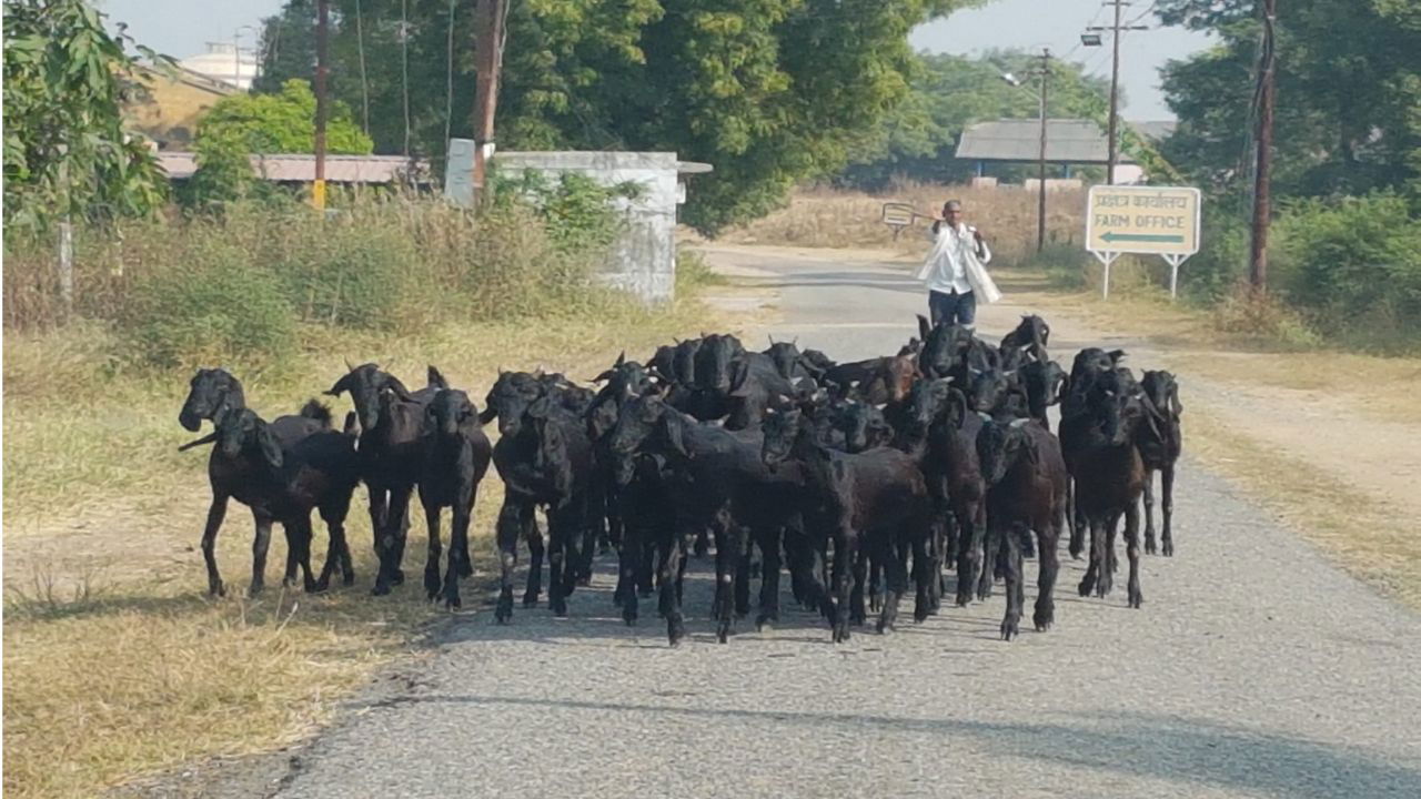 Known for its hardiness and adaptability to extreme climatic conditions, Bundelkhandi goat has been a vital part of the rural economy in Bundelkhand. (Photo Source: IGFRI)