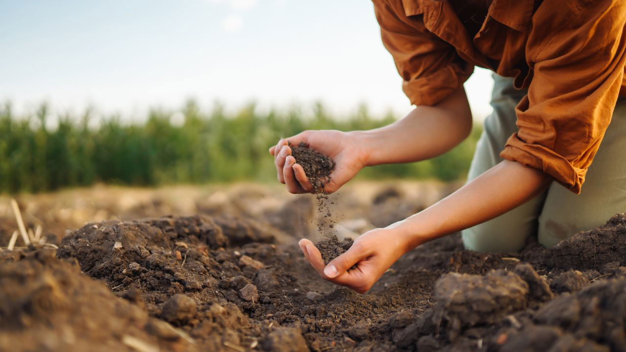 The study found that cover crops, such as those planted between regular crop cycles, were the most effective at rapidly increasing soil carbon levels. (Photo Source: Canva)