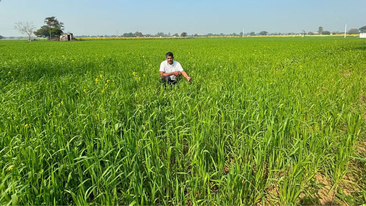 Anil Kumar’s low-cost farming success comes from making his own organic fertilizers, cutting down on expenses while boosting crop quality and sustainability. (Pic credit: Anil Kumar).