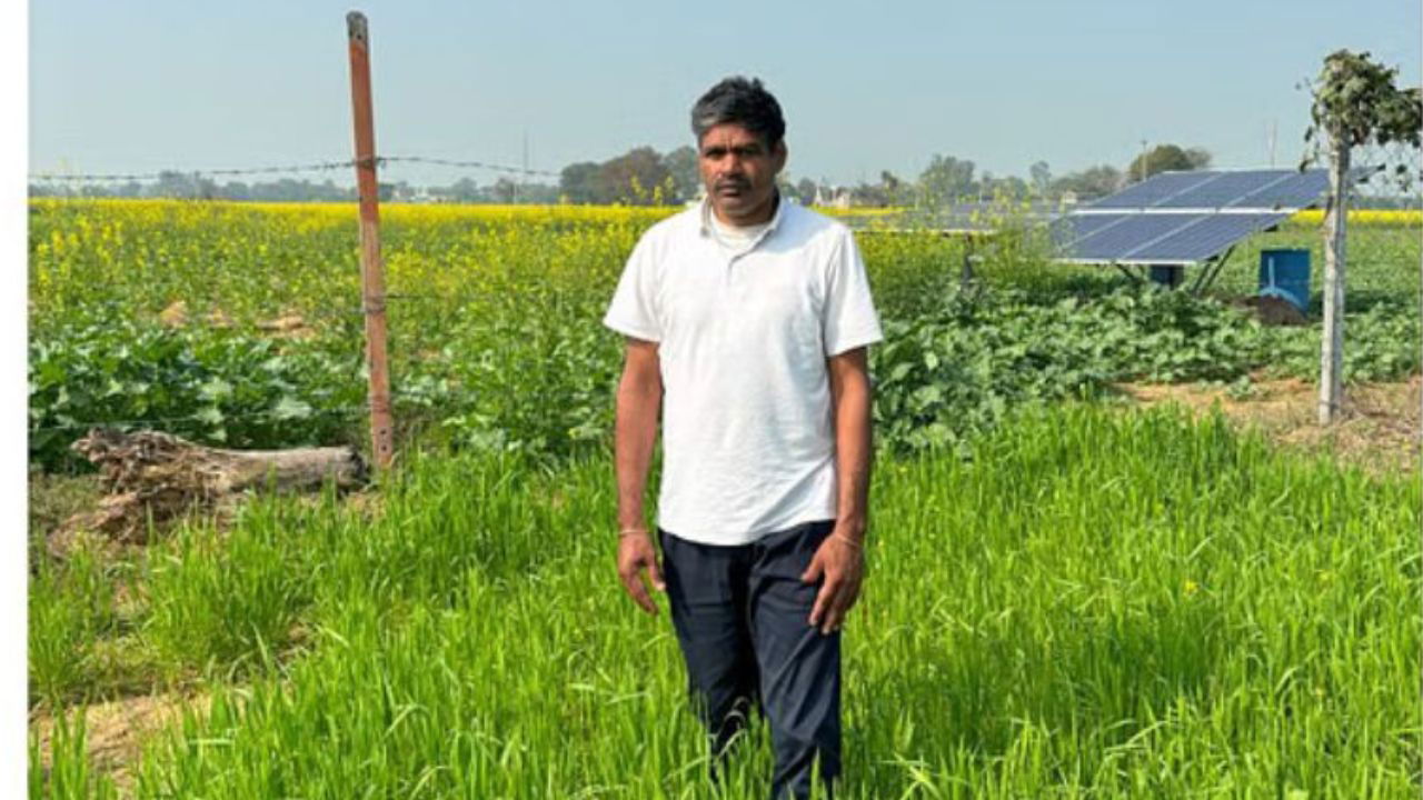 His sustainable wheat farming yields up to 17 quintals per acre, fetching top prices for his high-quality produce and value-added products. (Pic credit: Anil Kumar).