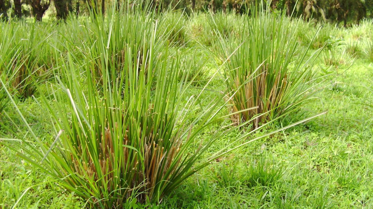 Vetiver is highly adaptable, thriving in various soil and environmental conditions, from drylands to marshes and even submerged areas. (Image Source: Wikimedia Commons)