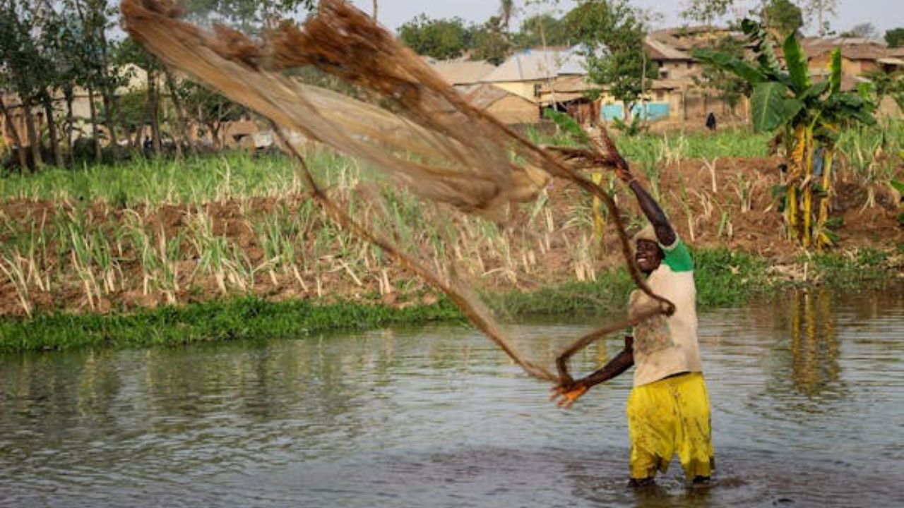 Fish farming is an excellent avenue for farmers to achieve alternative income sources and the financial net return of Rs. 4,16,000 per hectare per year (Representational Image Source: Pexel).