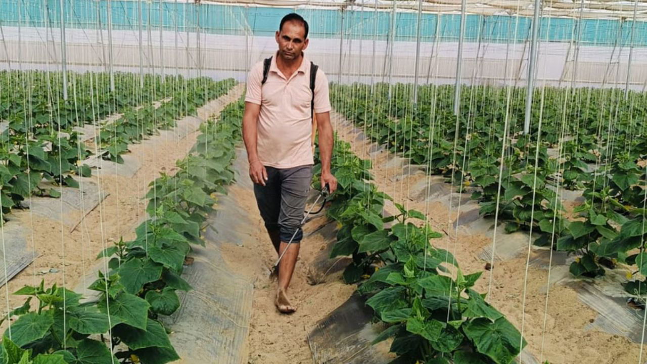 Vinod's shift to polyhouse farming brought him impressive profits, earning up to Rs 15 lakh annually from just one acre of cucumbers. (Pic credit: Vinod)