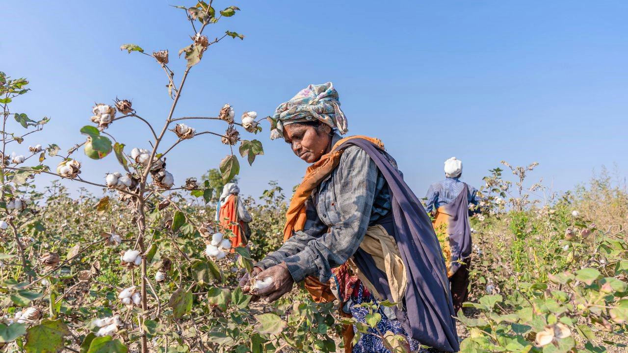 Union Budget 2025-26 Launches Five-Year Cotton Mission to Boost Cotton Productivity and Farmer Income (Representational Image Source: Pexels)