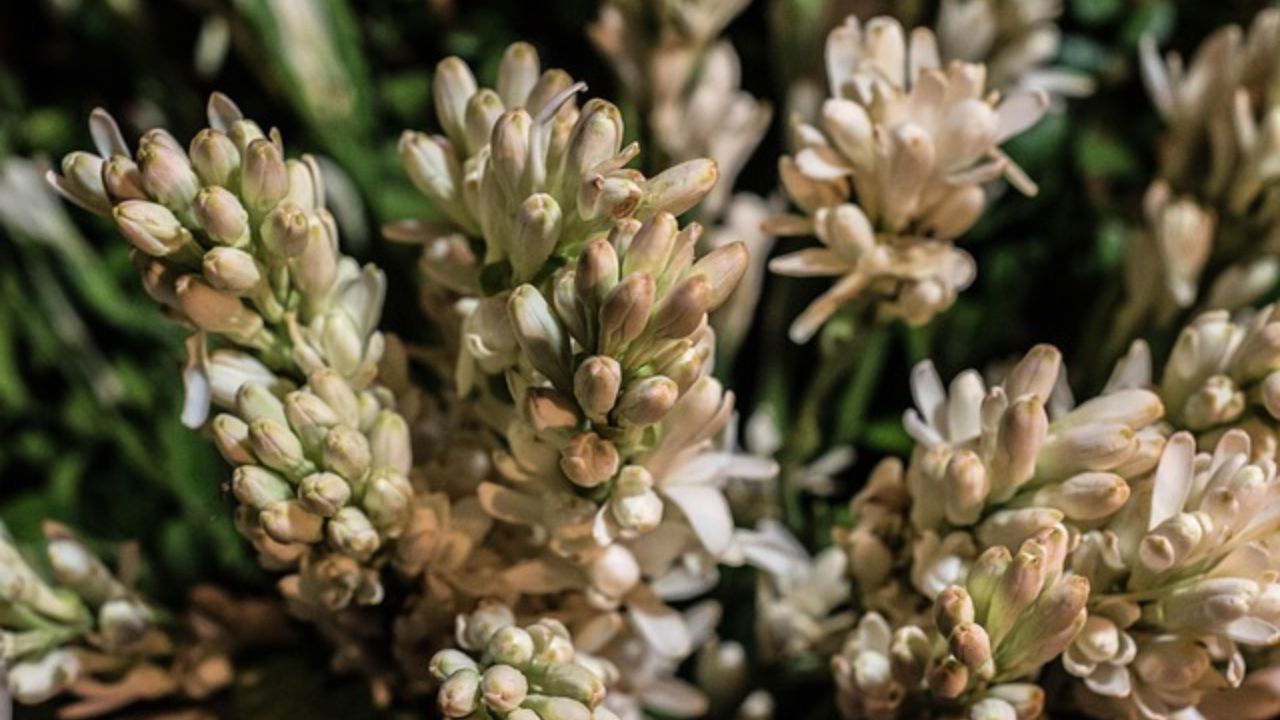 Tuberose is popular for captivating fragrance and versatile uses and is highly valued in ornamental and commercial markets (Representational Image Source: Pixabay).