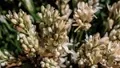 Tuberose: Exploring its Varieties, Cultivation, and Commercial Potential