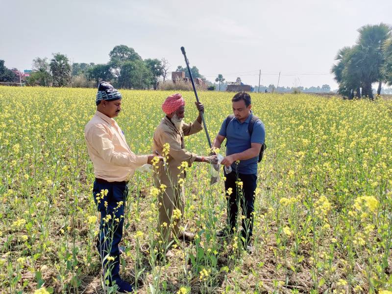 Under this project, farmers enrich their economic conditions by planting other crops like pulses and oilseeds in their unutilized lands. (Pic credit: ICAR-RCER)