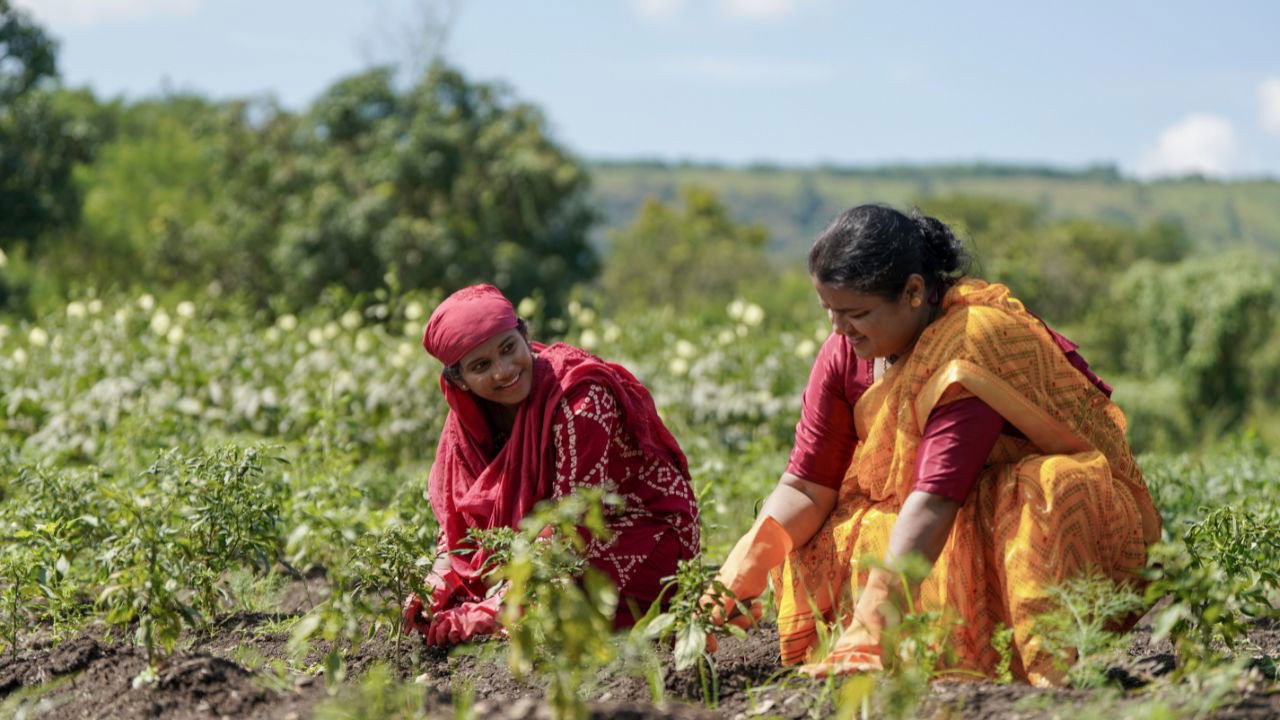 As of February 9, 2025, around 19.99 Lakh Metric Tonnes (LMT) of soybean have been procured, directly benefiting 8,46,251 farmers. (Representational Photo)