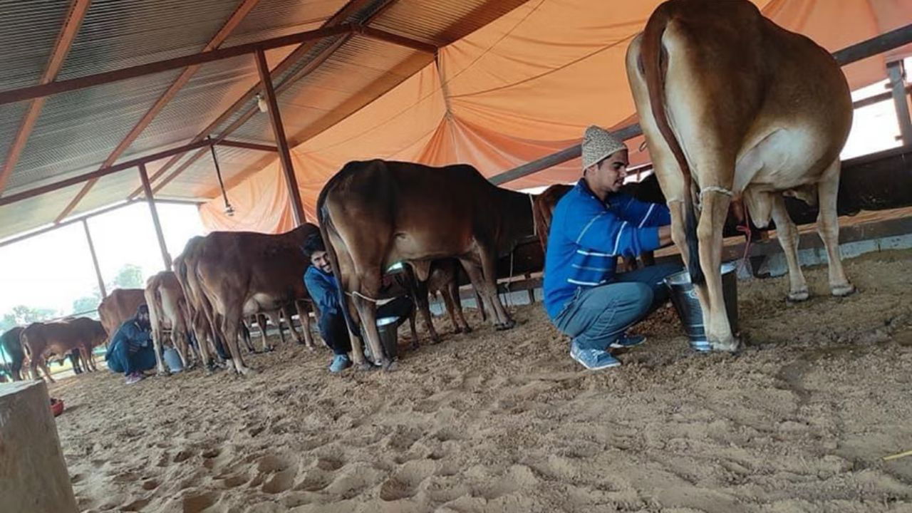 Ram began his dairy business with 120 indigenous ‘Sahiwal’ cows Five years ago. (Pic Credit: Lekh Ram Yadav)