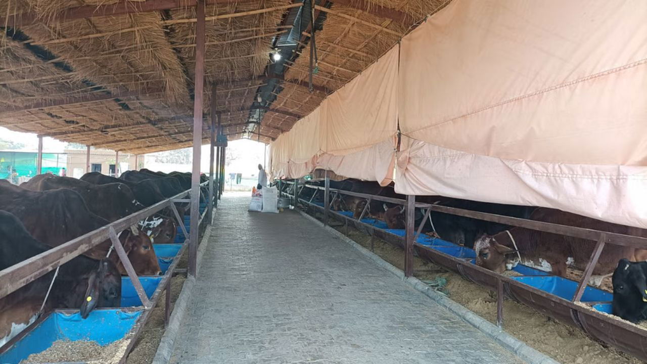 Lekh Ram maintains a sustainable environment for his dairy farm by using the TCBT formula for pest control and odor management (Pic credit: Lekh Ram Yadav).