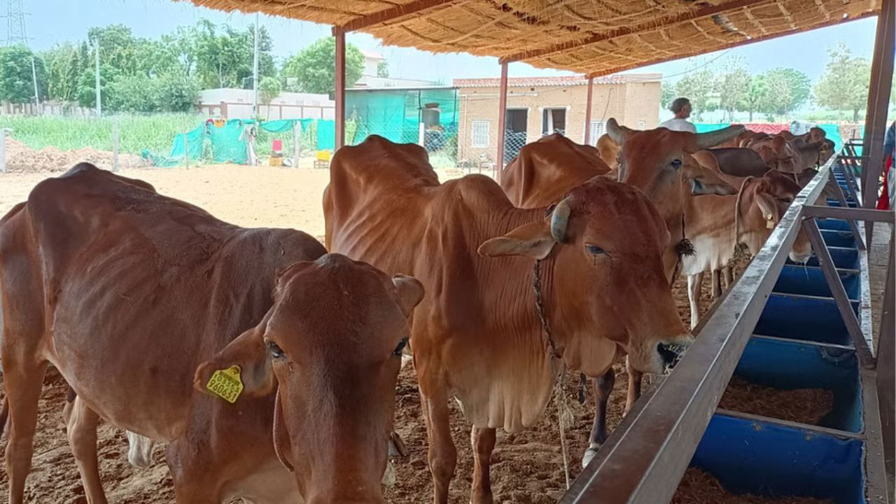 He also uses organic bio-fertilizers prepared through the TCBT formula to grow high-quality fodder for his cows (Pic Credit: Lekh Ram Yadav).