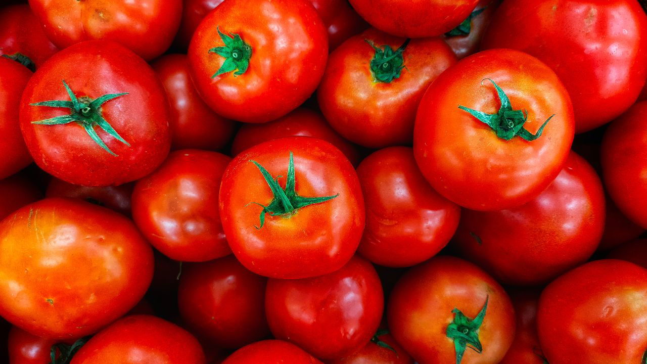 Union Minister Shivraj Singh Chouhan has given the green light for the transportation component under MIS, ensuring fair prices for tomato growers in Madhya Pradesh. (Photo Source: Canva)