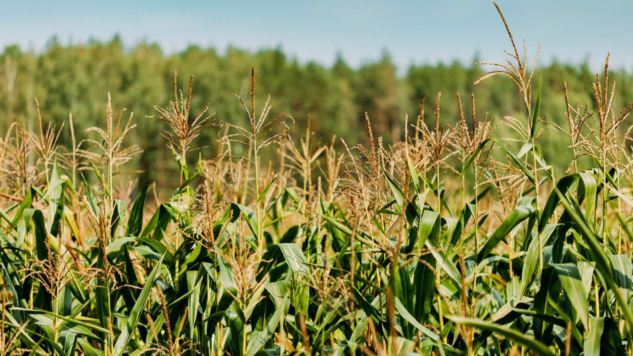 She embraced the right knowledge, timing, and techniques, applying expert advice on plant spacing, irrigation, and pest control to achieve a successful maize harvest. (Pic Credit: Canva)