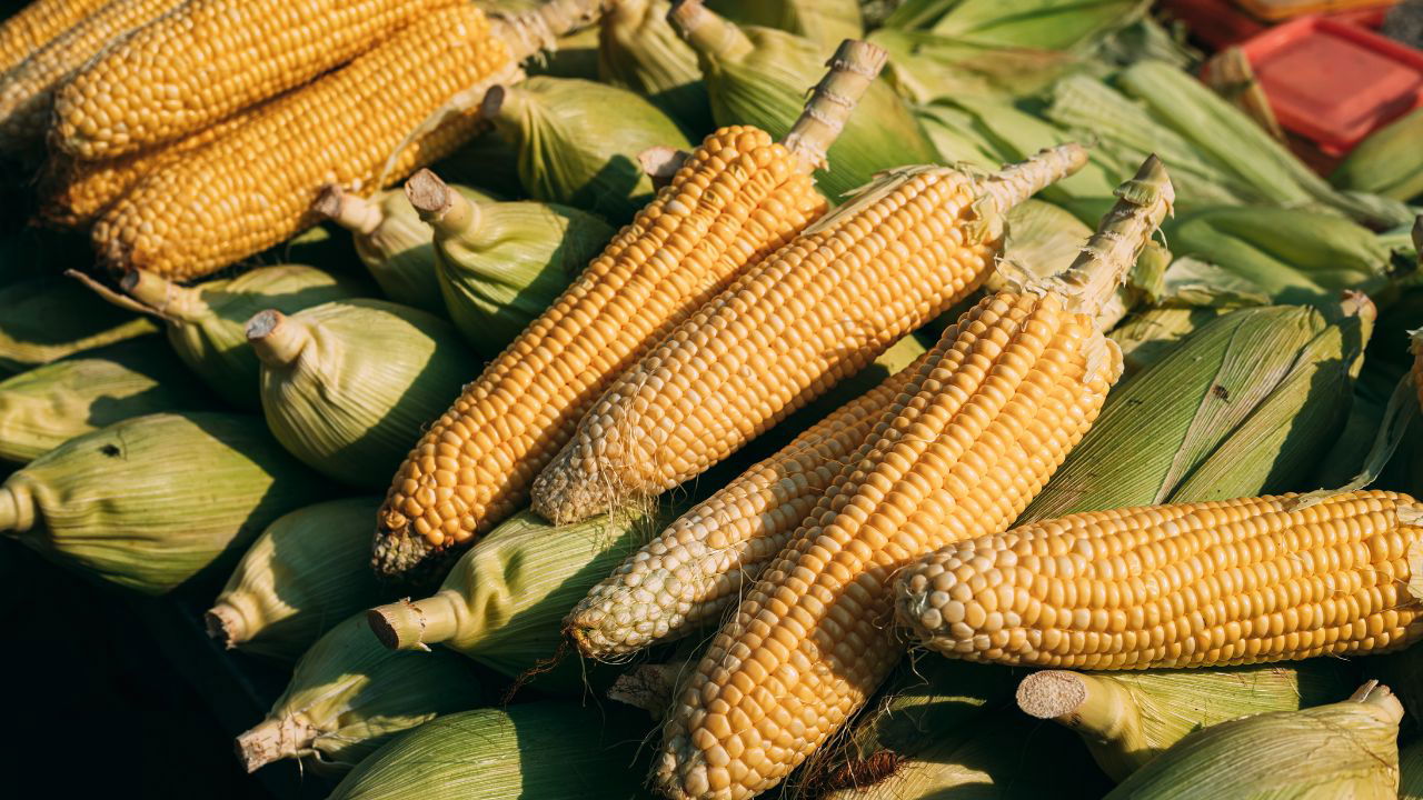 Meena Kumari's maize crop thrived with improved seeds, yielding 40 quintals from 2 acres and earning her Rs 1,35,000, far surpassing her neighbors' harvests. (Pic Credit: Canva)