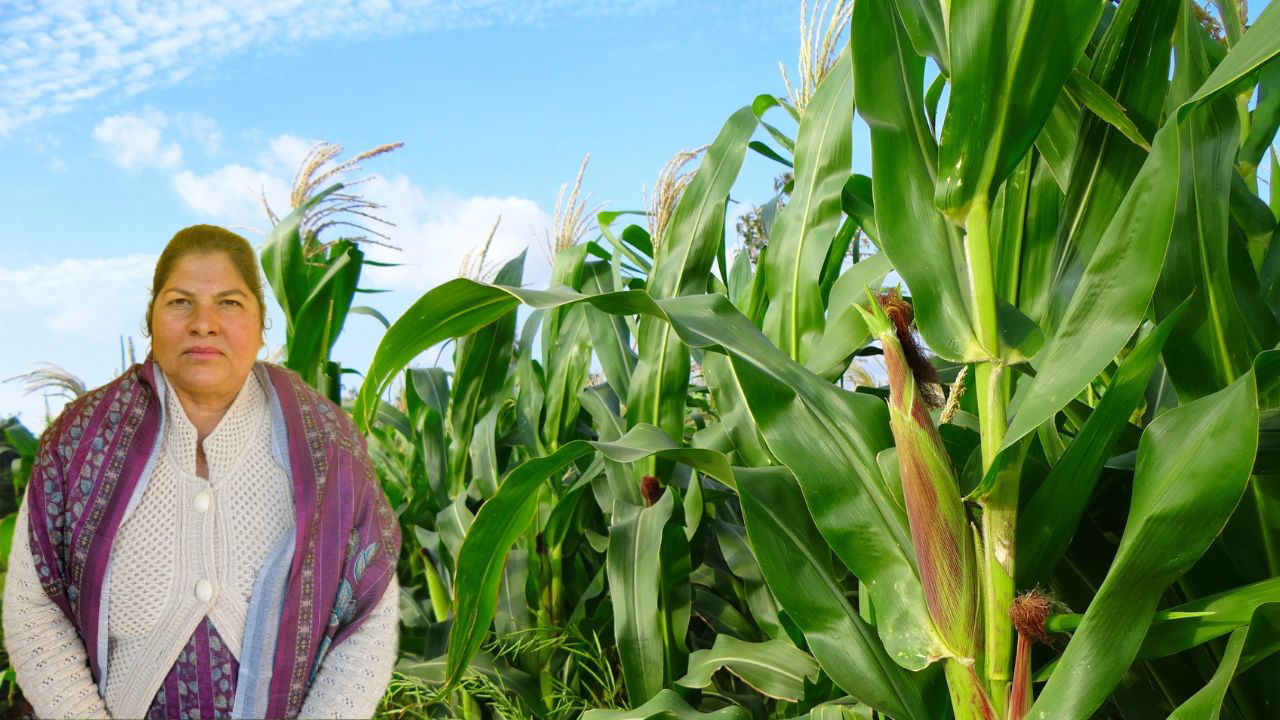 In 2024, Meena Kumari switched to improved maize seeds, boosting her crop yield and income, and inspiring her entire village to explore better farming practices. (Pic Credit: Meena Kumari)