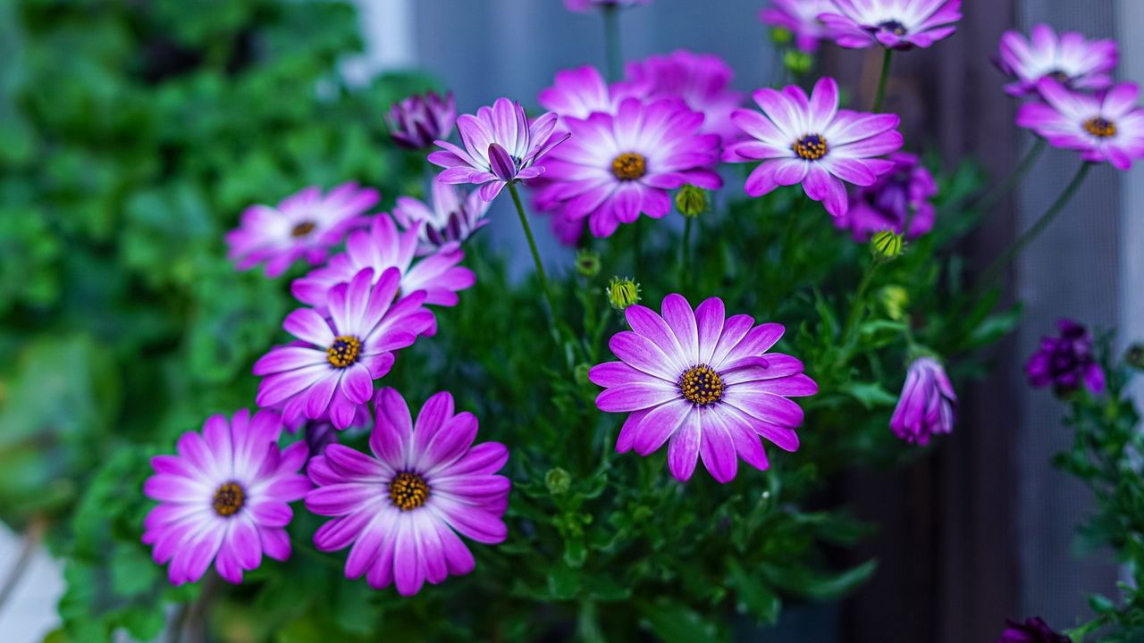 Gerbera flowers should be cut when fully open. Stems are treated in a 5-7 ml sodium hypochlorite solution per liter of water for 4-5 hours which will prolong vase life to 2-3 weeks (Pic Credit: Pixabay)