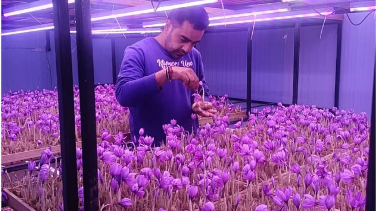 Gaurav began experimenting with saffron farming in a small indoor setup in 2022. In traditional farming, crops rely on soil whereas aeroponics involves grow (Pic credit: Gaurav Sabharwal).ing plants in the air with suspended roots and misting them with nutrient water.