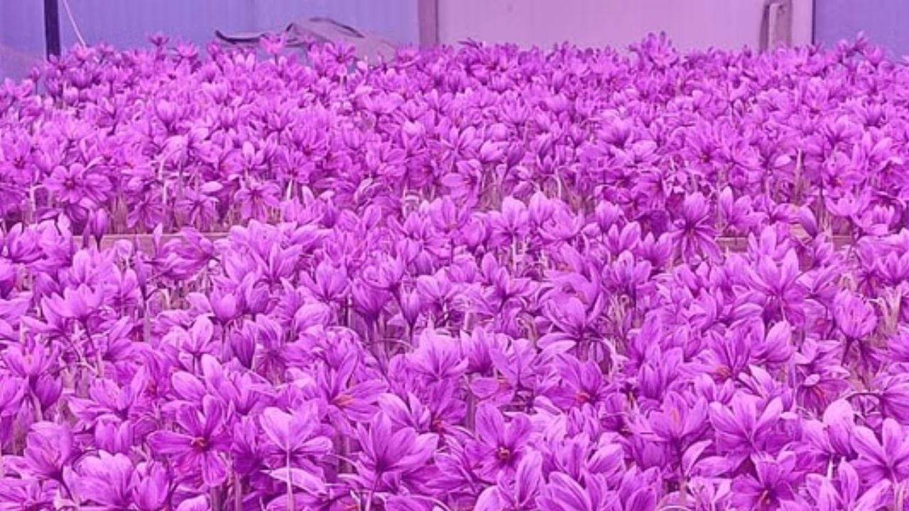 Saffron is a delicate crop that needs to be cultivated under controlled humidity and temperature conditions (Pic credit: Gaurav Sabharwal).